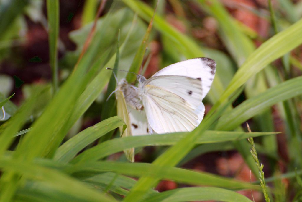 Tutte Pieris napi? S